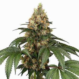 Sensi Seeds | Chocolate Rainbow XXL