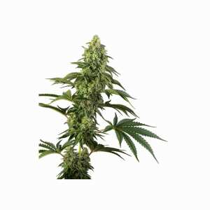 Sensi Seeds | Cosmic Kiss