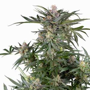Sensi Seeds | Dosimosa