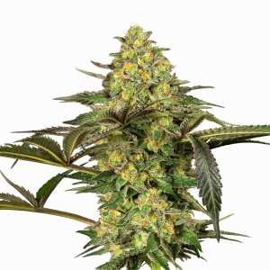 Sensi Seeds | Grapevine Candy