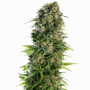 Sensi Seeds | Hindu Kush Automatic