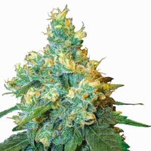 Sensi Seeds | Jack Herer