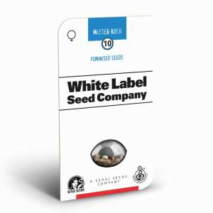 Sensi Seeds | Master Kush