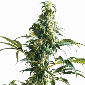 Sensi Seeds | Mexican Sativa