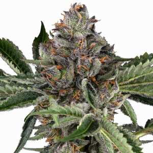 Sensi Seeds | Papaya Jealousy