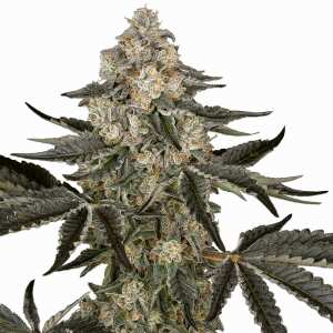 Sensi Seeds | Sauvignon Blanc Automatic