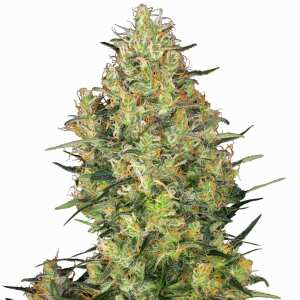 Sensi Seeds | Shiva Skunk