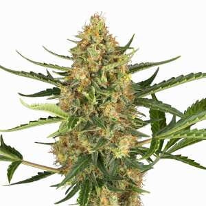 Sensi Seeds | Blueberry Bubblegum Auto