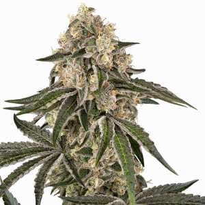 Sensi Seeds | Sunset Peach