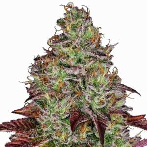 Sensi Seeds | Tezla OG