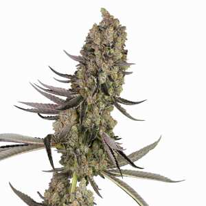 Sensi Seeds | Vlad the Inhaler