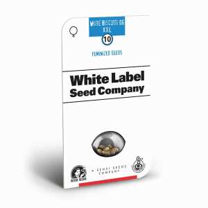 Sensi Seeds | White Biscotti OG XXL