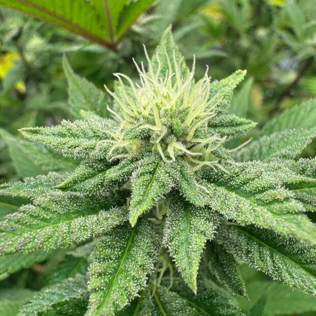 Tropical Runtz Hanfsteckling