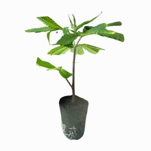 Tropical Runtz Hanfsteckling