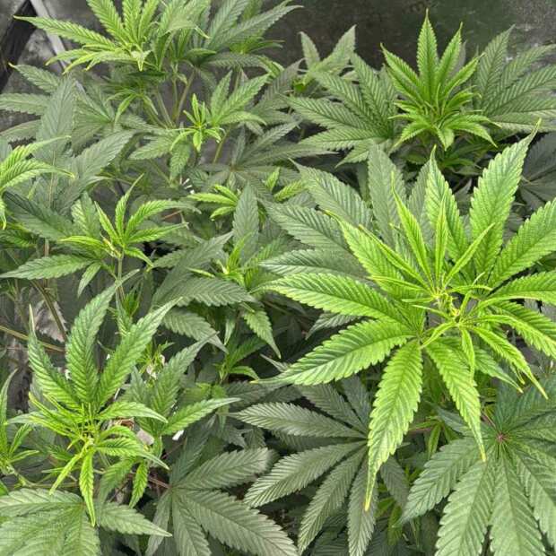 Zlushi BX Hanfsteckling