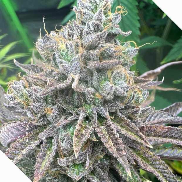 Zlushi BX Hanfsteckling