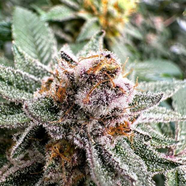 Zlushi BX Hanfsteckling