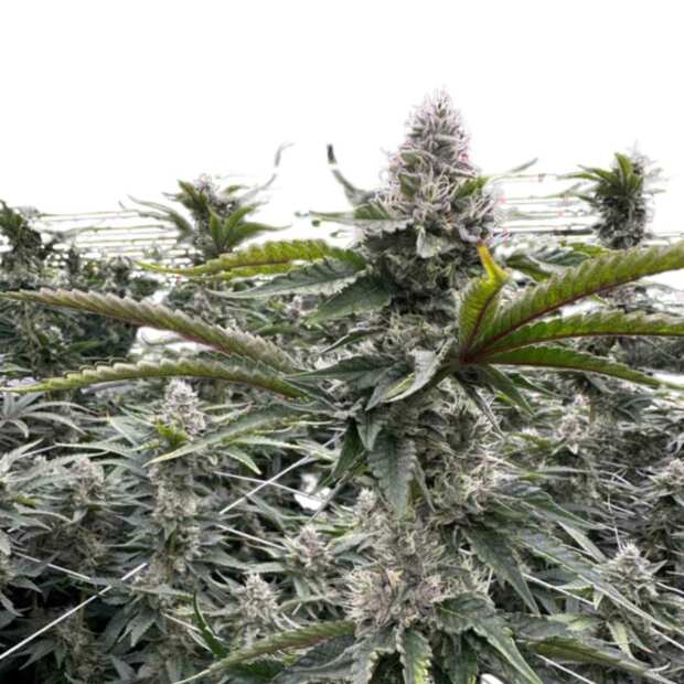 Zlushi BX Hanfsteckling