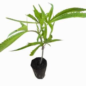 Zlushi BX Hanfsteckling