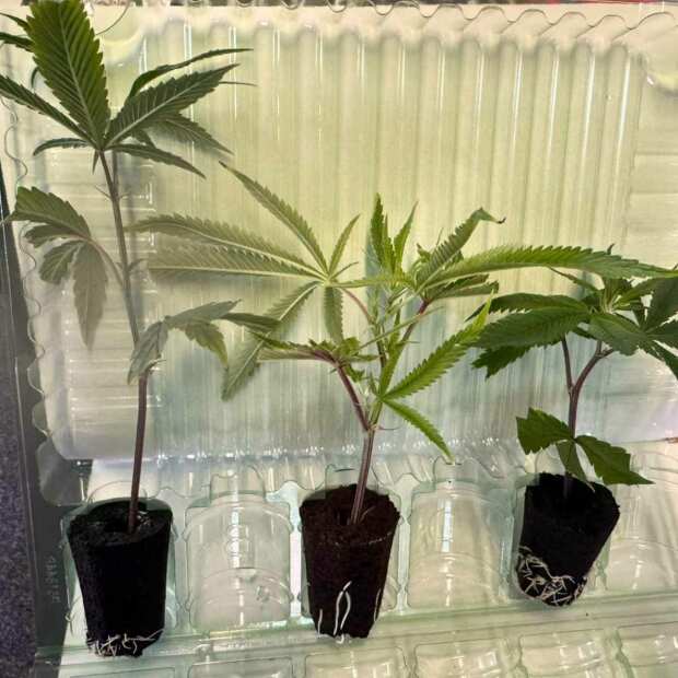 Lemon Cherry Fire Hanfsteckling