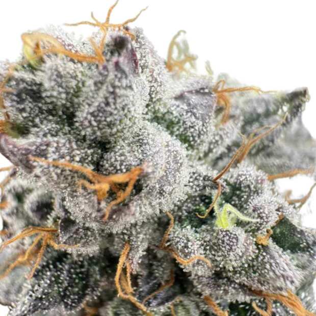 Lemon Cherry Fire Hanfsteckling