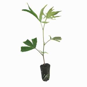 Lemon Cherry Fire Hanfsteckling