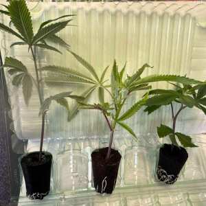 Lemon Cherry Fire Hanfsteckling