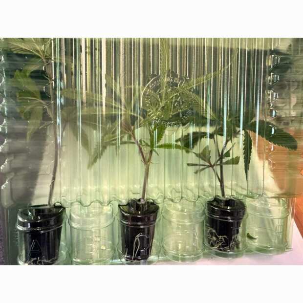 Exotic Z Hanfsteckling