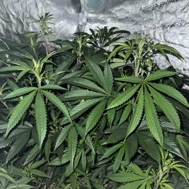 Exotic Z Hanfsteckling