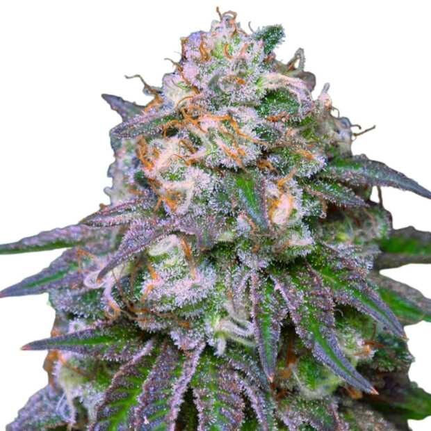 Exotic Z Hanfsteckling