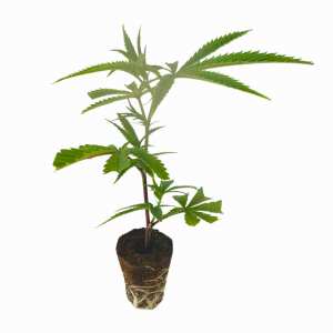 Exotic Z Hanfsteckling