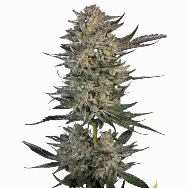 Paradise Seeds | Candy Breath
