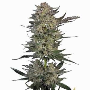 Paradise Seeds | Candy Breath