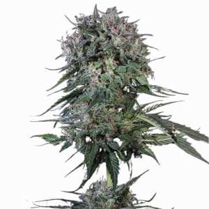 Paradise Seeds | Doppler