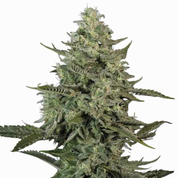 Paradise Seeds | Mendo Crème