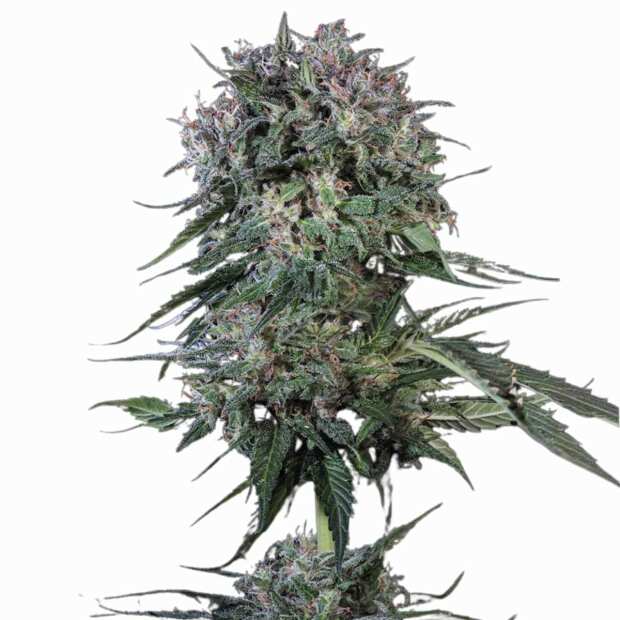 Doppler | Feminisierte Cannabissamen von Paradise Seeds | 3 Hanfsamen
