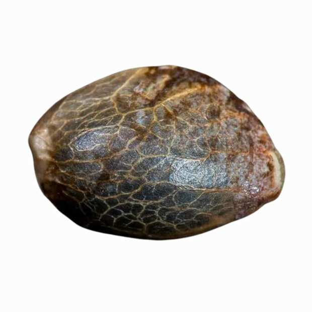 Doppler | Feminisierte Cannabissamen von Paradise Seeds | 3 Hanfsamen