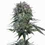 Doppler | Feminisierte Cannabissamen von Paradise Seeds | 3 Hanfsamen