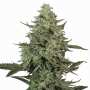 Mendo Crème | Feminisierte Cannabissamen von Paradise Seeds | 3 Hanfsamen