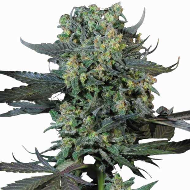 Momo | Feminisierte Cannabissamen von Paradise Seeds | 5 Hanfsamen