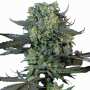 Momo | Feminisierte Cannabissamen von Paradise Seeds | 5 Hanfsamen