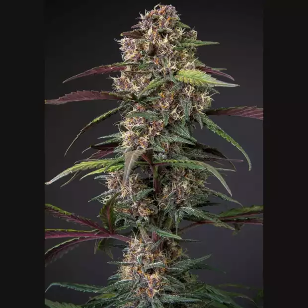 Dutch Passion | Auto Blackberry Kush