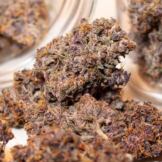 Dutch Passion | Auto Blackberry Kush