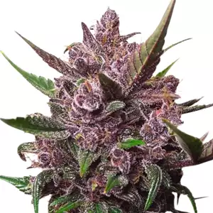 Dutch Passion | Auto Blackberry Kush