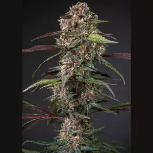 Dutch Passion | Auto Blackberry Kush