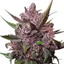 Dutch Passion | Auto Blackberry Kush
