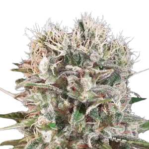 Hol dir feminisierte Wappa cannabissamen von Paradise...