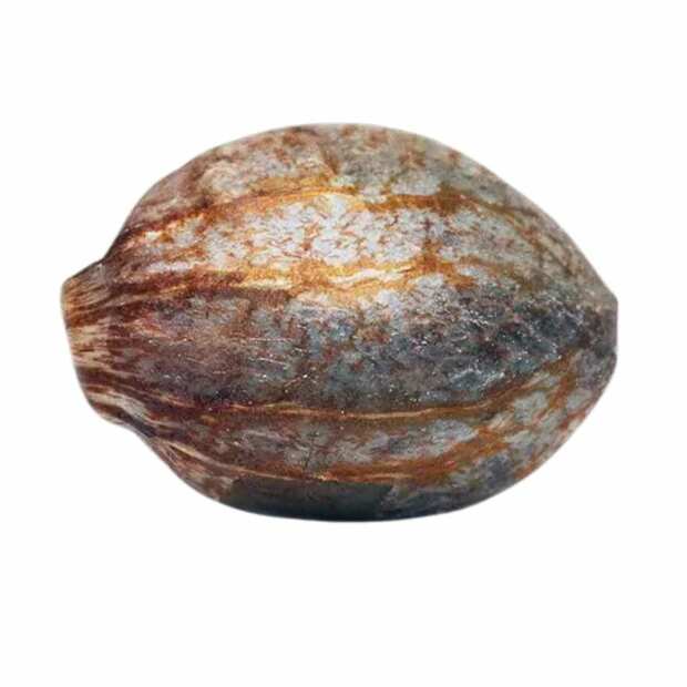 Wappa Feminisierte Cannabissamen von Paradise Seeds 5 Hanfsamen