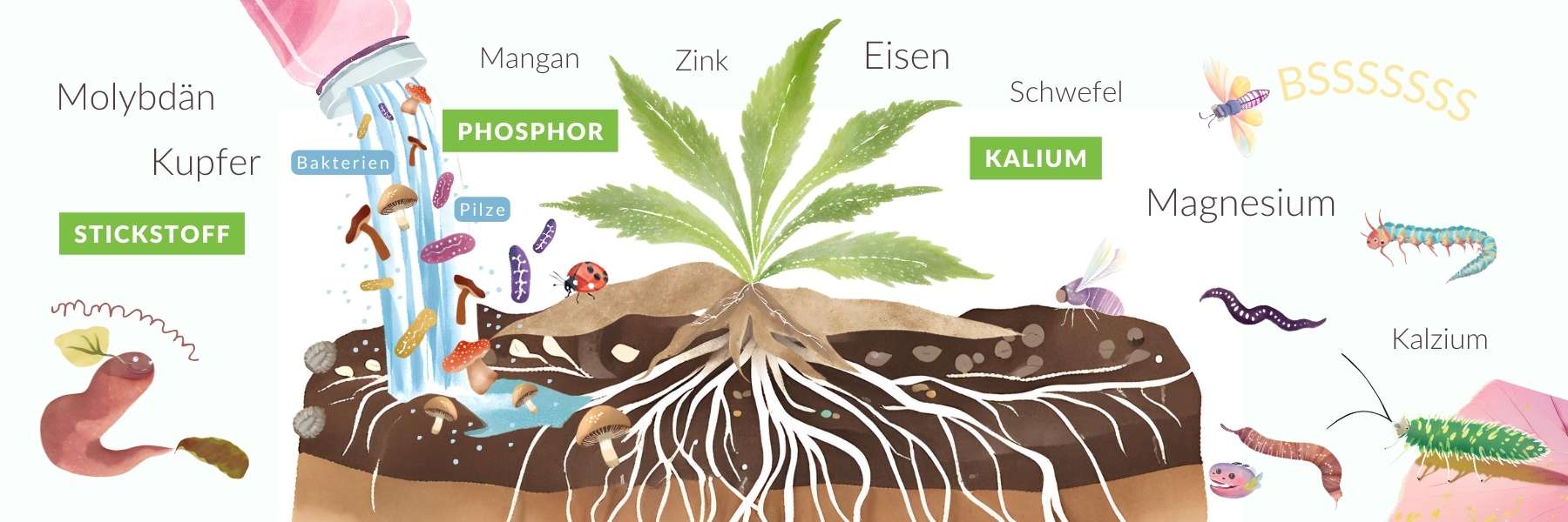 Pflanze, Mikroorganismen und Nährstoffe 