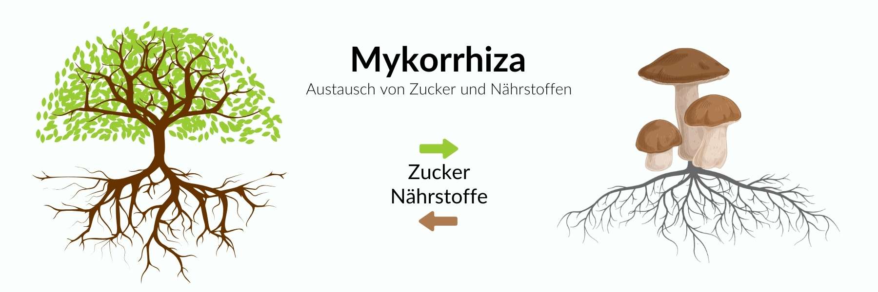 Links: Baum, Rechts: Pilz, in der Mitte steht "Mykorrhiza, Austausch von Zucker und Nährstoffen"